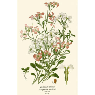 Julienne de Virginie - Edward Step — artwork view