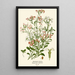 Julienne de Virginie - Edward Step — framed artwork on a wall