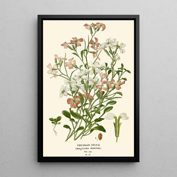 Julienne de Virginie - Edward Step — framed artwork on a wall