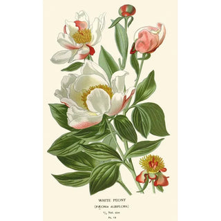 White Peony - Edward Step — artwork view