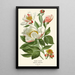 White Peony - Edward Step — framed artwork on a wall