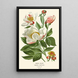 White Peony - Edward Step — framed artwork on a wall