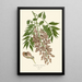 Reproduction of the painting Wisteria of China - Edward Step
