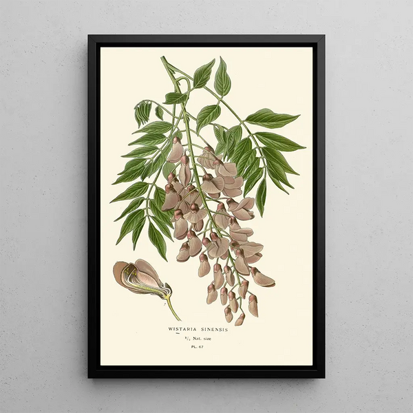 Reproduction of the painting Wisteria of China - Edward Step