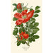 Rose ridée Painting - Edward Step — artwork view