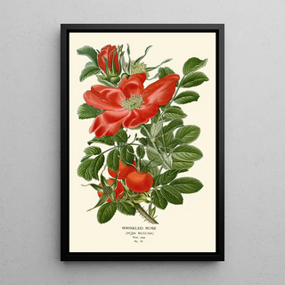 Rose ridée Painting - Edward Step — framed artwork on a wall