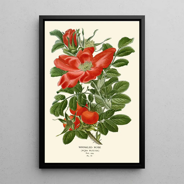 Rose ridée Painting - Edward Step — framed artwork on a wall