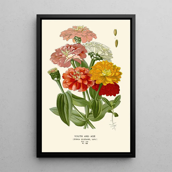 Youth and Old Age - Edward Step — framed artwork on a wall