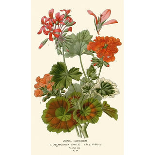 Zonal Geranium Painting - Edward Step — artwork view