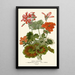 Zonal Geranium Painting - Edward Step — framed artwork on a wall