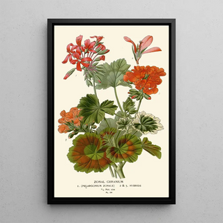 Zonal Geranium Painting - Edward Step — framed artwork on a wall