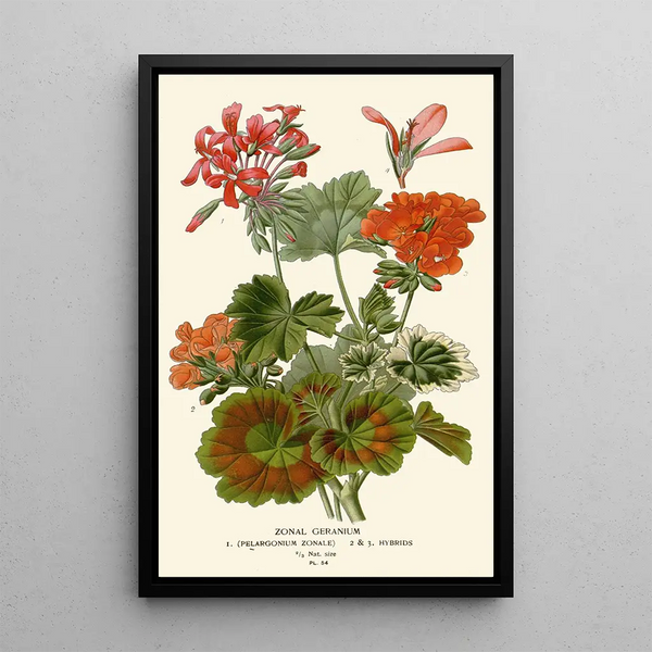 Zonal Geranium Painting - Edward Step — framed artwork on a wall