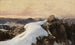 Morning on the mountain summit - Edward Theodore Compton — artwork view