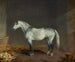 A gray racehorse in a stable - Edward Troye — artwork view