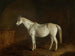 Bobine avec cheval de course gris - Edward Troye — artwork view
