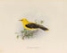 Golden Creole Painting - Edwin Carton Booth — artwork view