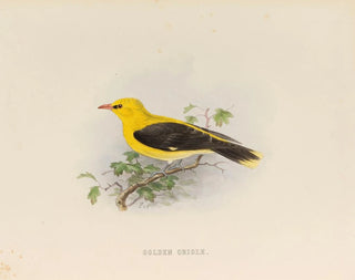 Golden Creole Painting - Edwin Carton Booth — artwork view