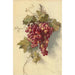 Raisins against a white wall - Edwin Deakin — artwork view