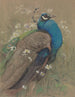 A peacock and daisies - Edwin John Alexander — artwork view