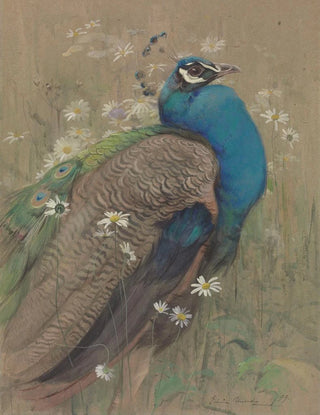 A peacock and daisies - Edwin John Alexander — artwork view