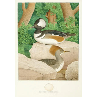 Reproduction of the painting Harlequin Huppé Painting - Edwin L Sheppard