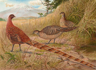 The Copper Pheasant of Soemmerring - Edwin Megargee — artwork view