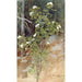 White Sorbus - Eero Järnefelt — artwork view