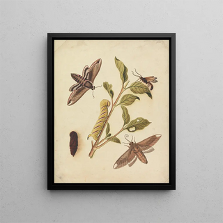 Sphinx du troène et Callajoppa exaltatoria - Eleazar Albin — framed artwork on a wall