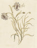Carnations - Elias van Nijmegen — artwork view