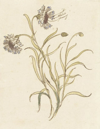 Carnations - Elias van Nijmegen — artwork view
