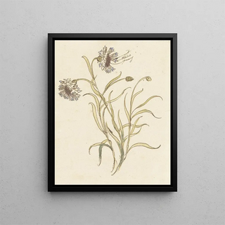 Carnations - Elias van Nijmegen — framed artwork on a wall