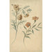 Reproduction of the painting Study of Flowers of a Red Flower and a Brown Flower - Elias van Nijmegen
