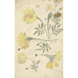 Études de Fleurs de Tagètes - Elias van Nijmegen — artwork view