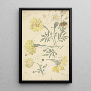 Études de Fleurs de Tagètes - Elias van Nijmegen — framed artwork on a wall