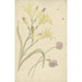 Flower Studies of a Yellow Lily and a Blooming Onion - Elias van Nijmegen — artwork view