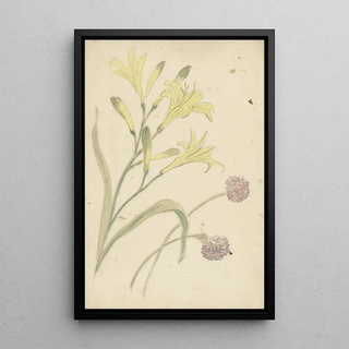 Flower Studies of a Yellow Lily and a Blooming Onion - Elias van Nijmegen — framed artwork on a wall