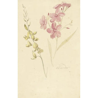 Laurier-rose et genêt - Elias van Nijmegen — artwork view