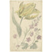 Reproduction of the painting Study of a yellow tulip and another plant - Elias van Nijmegen