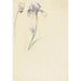 Study of Iris and Cyclamen - Elias van Nijmegen — artwork view