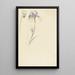 Study of Iris and Cyclamen - Elias van Nijmegen — framed artwork on a wall