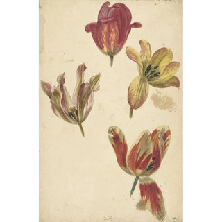 Études de quatre tulipes - Elias van Nijmegen — artwork view