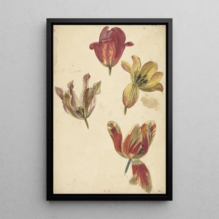 Études de quatre tulipes - Elias van Nijmegen — framed artwork on a wall