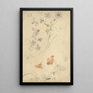Études de pied d'alouette, œillet et capucine - Elias van Nijmegen — framed artwork on a wall
