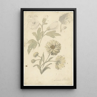 Reproduction of the painting of Sunflower and Althaea Studies - Elias van Nijmegen