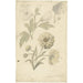 Reproduction of the painting of Sunflower and Althaea Studies - Elias van Nijmegen