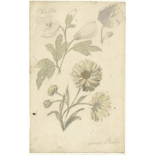 Reproduction of the painting of Sunflower and Althaea Studies - Elias van Nijmegen