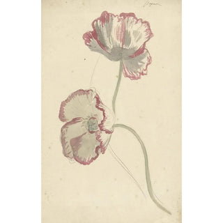 Elias van Nijmegen - Two Studies of a Poppy.webp