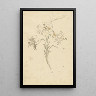 Reproduction of the painting White Lily Painting - Elias van Nijmegen