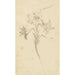 Reproduction of the painting White Lily Painting - Elias van Nijmegen