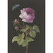 Rose rose with caterpillar winding and azure - Elisabeth Christina Matthes — artwork view